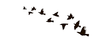 Silhouette of a flock of flying birds. A Flock Of Flying Birds Flying Bird Silhouette Birds Flying Flying Bird Tattoo