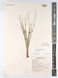 Image result for Ficinia filiformis