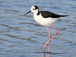Black Bird With Blue Neck Photos And Videos For Black Necked Stilt All About Birds Cornell Lab Of Ornithology In 2020 Black Neck Ornithology Stilts