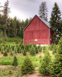 Plan A Christmas Tree Farm