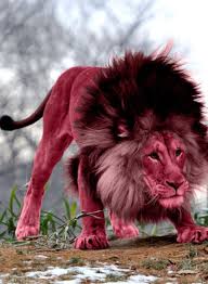 Ryanjr123 Animals Animals Wild Animals Beautiful