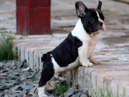 Find the perfect puppy for you and your family. French Bulldog Puppies 10 Weeks Old For Sale In Orlando Florida Classified Americanlisted Com