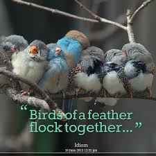 Proverb Birds Of The Same Feather Flock Together Birds Of A Feather Flock Together Birds Nature Birds Bird Feathers