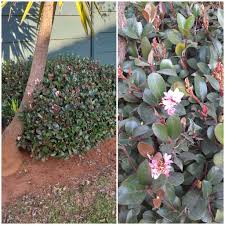 Image result for Pechuel-Loeschea leubnitziae