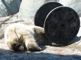 Check spelling or type a new query. File Baby Polar Bear Jpg Wikimedia Commons