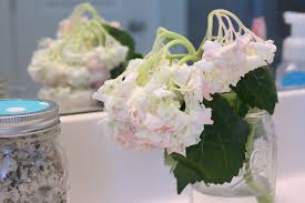 French hydrangea (hydrangea marcophylla) is not a water miser. Borrowed Heaven How To Save Wilting Hydrangeas