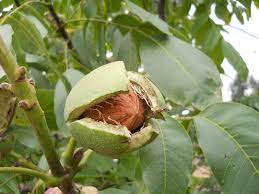 Plantele exotice, nu ierneaza afara la noi in tara, de aceea majoritatea se planteaza in ghivece sau containere, astfel la sosirea toamnei, mutarea lor in interior va fi mult mai usoara. Nuc Plantare Inmultire Ingrijire Cum Evitam Intoxicarea Solului De Sub Nuc
