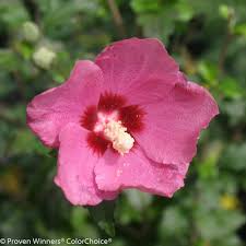 Image result for Hibiscus kirkii
