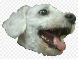 1 appearance 2 history 2.1 release history 3 trivia. Doge Head Png Clipart 584970 Pikpng