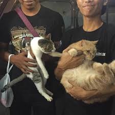 Semuanya di astro awani, saluran 501 berita segenap dimensi. Terbaik Dr Uptown Danau Kota Setapak Pusat Jagaan Kucing Facebook