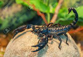 Other articles where black emperor scorpion is discussed: Live Black Scorpion Emperor Scorpion Stock Photo Picture And Royalty Free Image Image 58907418