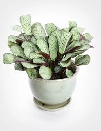 Maybe you would like to learn more about one of these? Pin On Floral