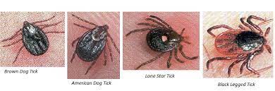 We are using advanticx on our dog. Flea And Tick Control Clegg S Termite And Pest Control