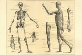 Located just below tibia and fibula in ankle. French Vocabulary Guide Parts Of The Body