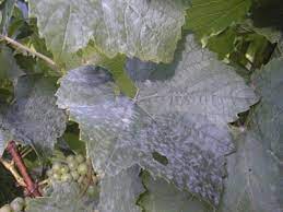 Popular wine grape varieties vary in susceptibility to. New Sensation In Vineyards
