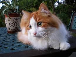 Anggora anakan 3 bulan rp450.000. Kucing Anggora Ciri Fisik Harga Jenis Dan Cara Merawatnya