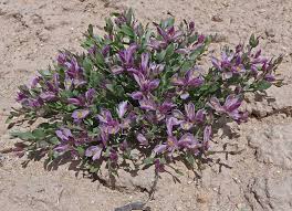 Image result for Landolphia villosa