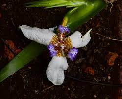 Image result for Neomarica northiana