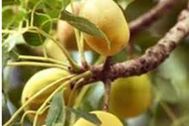 Indigenous fruit trees in southern africa 1. Five Trees You Ve Never Heard Of That Are Helping To Feed Africa Csmonitor Com