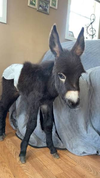 HeeHaw was more than a donkey 💔 He was a bottle baby who was raised in the  house, became part of a family and spent his life making people smile. He  went