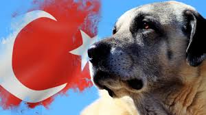 Turkiye Nin En Unlu 10 Kopek Irki Youtube