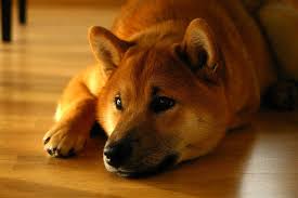 Téléchargez cette image gratuite à propos de chiot eurasier tête museau de la vaste bibliothèque d'images et de vidéos du domaine public de pixabay. Adopter Un Shiba Inu Chiot