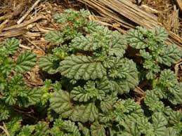 Image result for Chrysopogon nigritanus