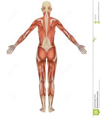Stomach, intestines, esophagus and oral cavity. Female Muscular Anatomy Rear View Illustration 11426749 Megapixl