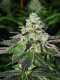 The recipe is a copycat for nebisco brand cookies and it is extraordinary. Peanut Butter Breath Thugpug Genetics Cannabis Strain Info