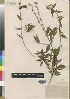 Image result for Otiophora