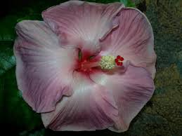 Image result for Oxyanthus pyriformis