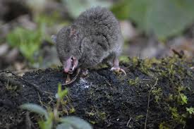 Image result for Pseudopod Ospermum