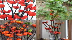Small flowers will begin to develop from the. Planting Pumpkin On A Stick Seeds Youtube