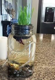 This Fun Aquaponics Project Will Bring The Whole Ecosystem Into Your Home Diy Mason Jar Diy Mason Jars Mason Jar Crafts