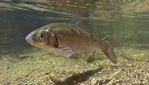 Vous avez décidé de sauter le pas et d'installer chez vous un aquarium d'eau douce ? Inpn Actualites Liste Rouge Des Poissons D Eau Douce De France Metropolitaine 2019 Une Espece Sur Cinq Menacee
