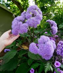 Image result for Bartlettina