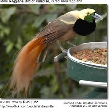 Male Raggiana Bird Of Paradise Paradisaea Raggiana Birds Of Paradise Bird Bird Species