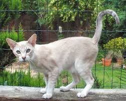 Almost all cats have primordial pouches some breeds just show it more. Tonkinese Facts And Statistics Tonkinese Cats And More