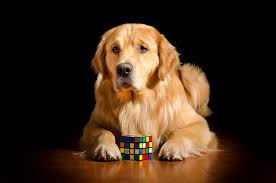 Sad golden retriever puppy contemplating life on sofa. Sad Golden Retriever Lies With A Rubik Cube Wallpapers And Images Wallpapers Pictures Photos