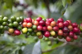 Image result for Coffea sp. A