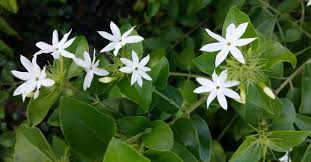 Image result for Jasminum pauciflorum