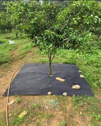 Bạt phủ gốc cây 1m2x 1m2 – Bao Bì An Khang