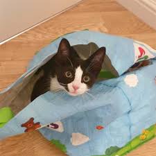 You can be fined up to £500 if your dog is registered on a database. Pettrac Official Uk Pet Microchip Database 24hr Reunification Database