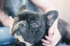 How Long Do Frenchies Live? French Bulldog Lifespan 101 – The ...