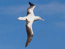 Southern Royal Albatross - eBird