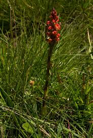 Image result for Satyrium sceptrum