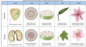 Flowers or pictures of monocot and dicot, seeds of grass, rose and maize and textbook. Monocots Versus Dicots Safxadda Cilmiga Box Sciences Ù…Ø±Ø¨Ø¹ Ø§Ù„Ø¹Ù„ÙˆÙ…