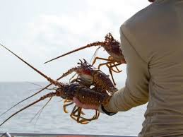 The mini lobster season is always the last consecutive wednesday and thursday in july. Florida S Mini Spiny Lobster Season Underway Miami Fl Patch