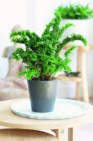 Emina Dragon Tail Air So Pure Plants Buy Indoor Plants Buy Plants