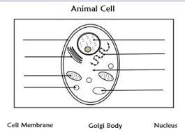 Animal cell, plant cell, chloroplast, mitochondria, vacuole, nucleus, rough endoplasmic reticulum, smooth endoplasmic reticulum. Plant Cell Animal Cell Labeling Worksheets Teaching Resources Tpt